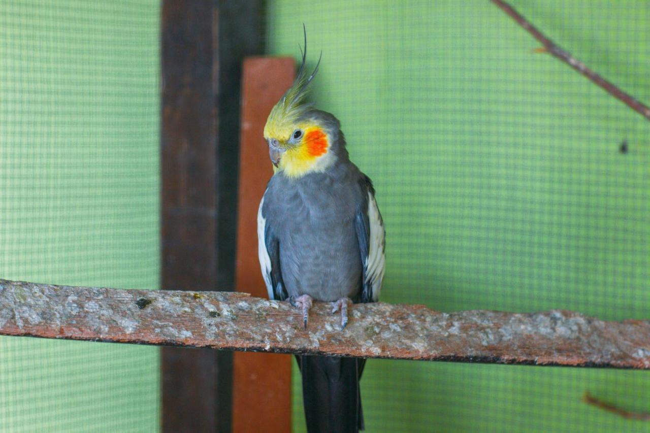 Pousada Campo Alegre Itatiaia  Exterior foto